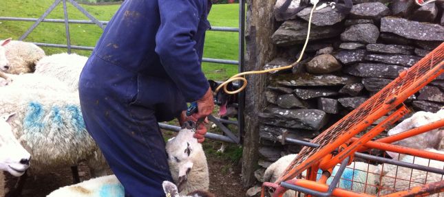 Ed dosing lambs